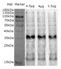 Lhcb4 | CP29 (Lhcb4) homolog (Ostreococcus tauri) in the group Antibodies Plant/Algal / Photosynthesis / LHC at Agrisera AB (Antibodies for research) (AS09 512)